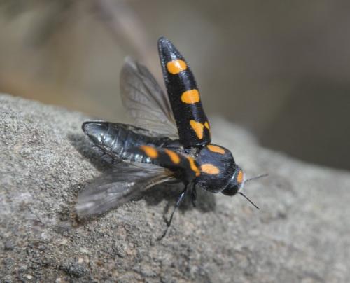Réf. 260 361 : Ptosima undecimmaculata